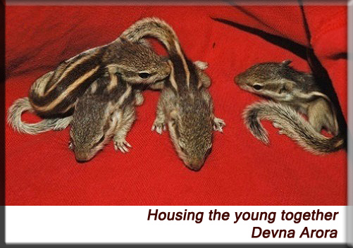 Devna Arora - Housing the young together
